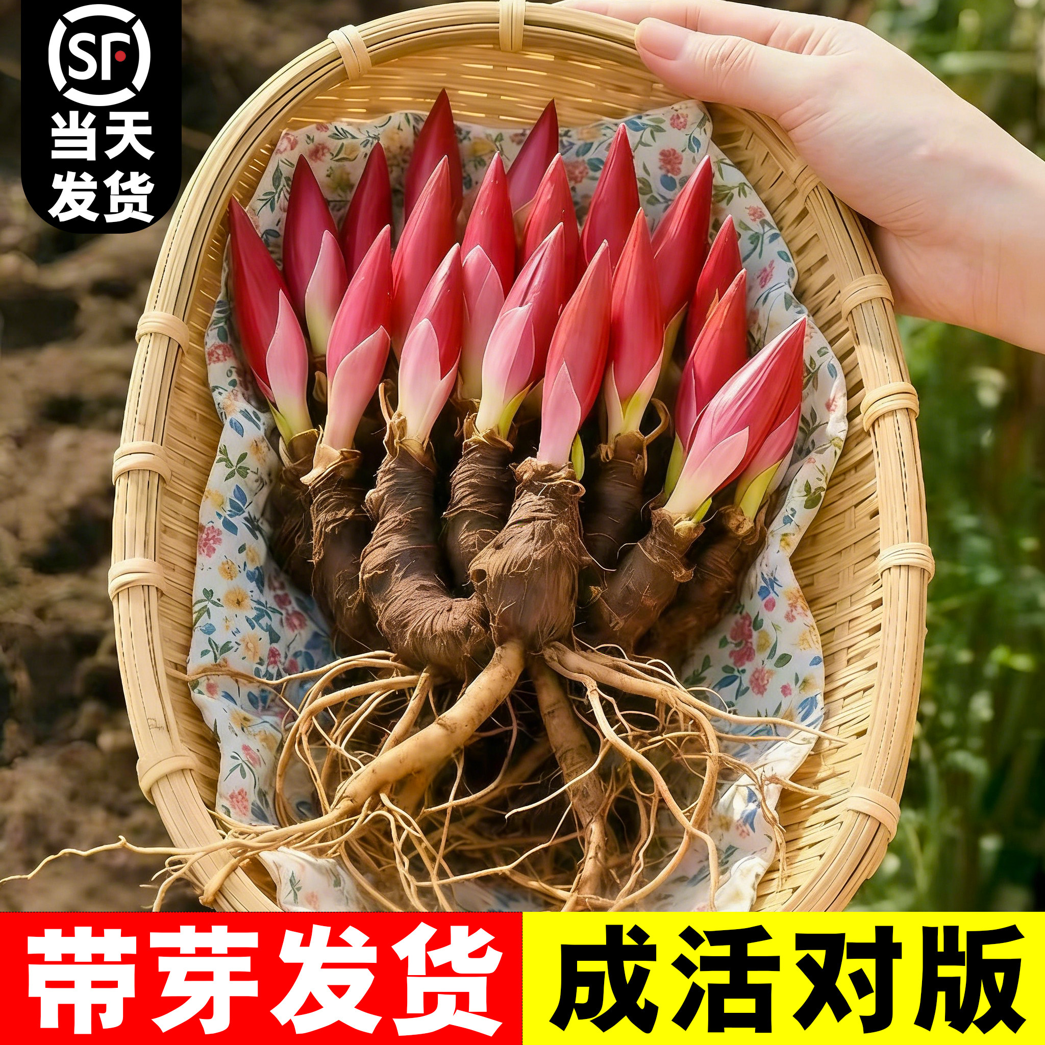 芍药花树苗重瓣带芽种球大苗四季开花阳台庭院牡丹花种根盆栽植物