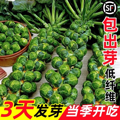 【包出芽】当年新种低纤维四季种