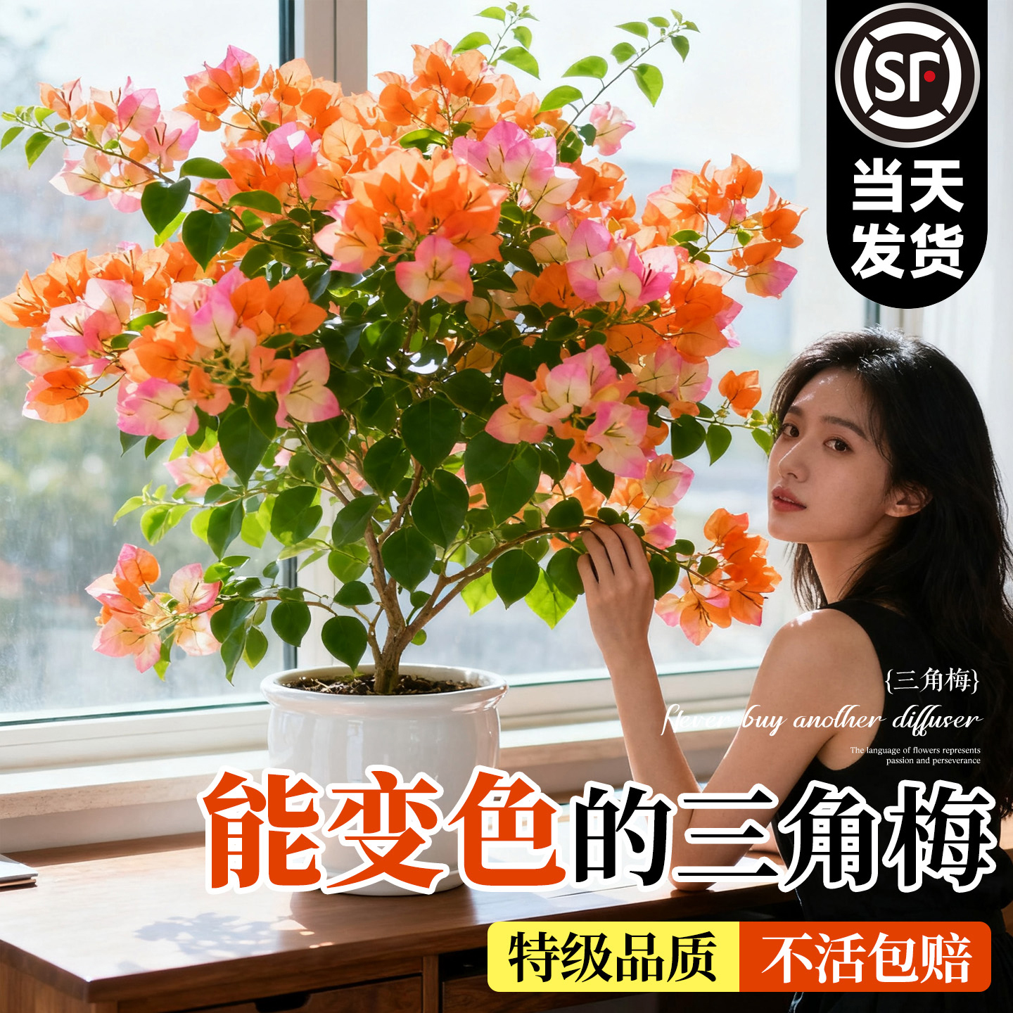 会变色的三角梅高端品种带花发货