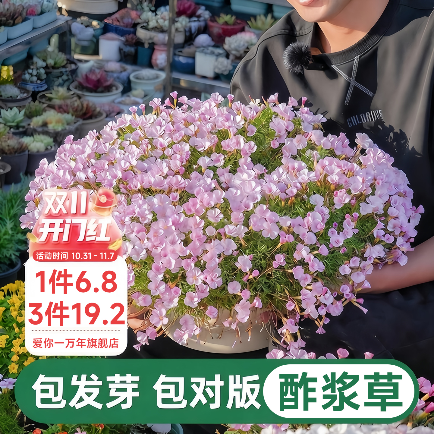 酢浆草种球好养易开花