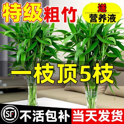 【养不活包退】粗枝富贵竹好品质