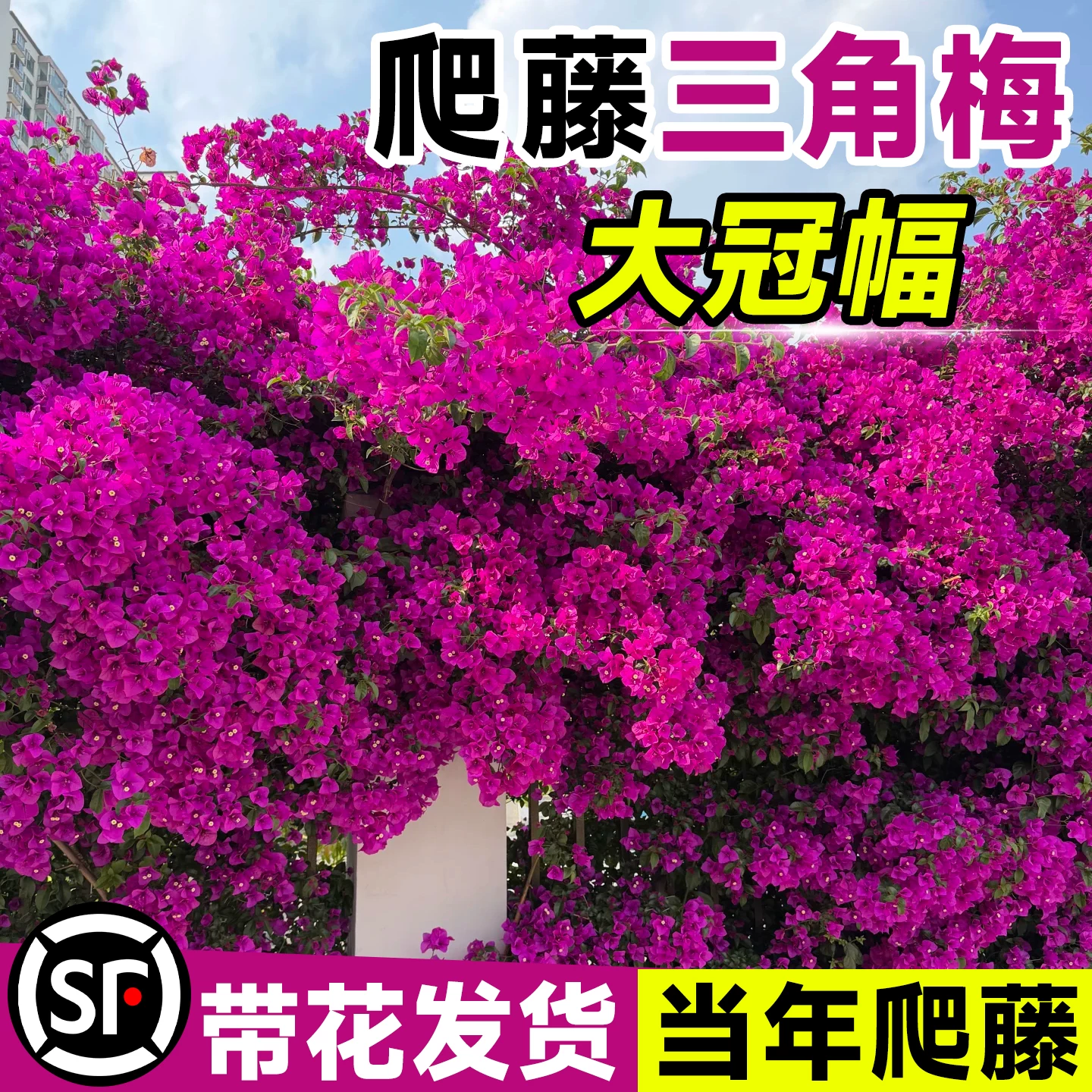 爬藤三角梅老桩带花盆栽