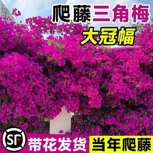 爬藤三角梅老桩带花盆栽