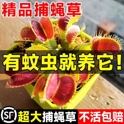 【超大捕蝇草】夏季驱蚊奇趣植物