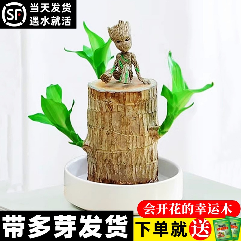 【精品多芽】巴西木水养幸运开花