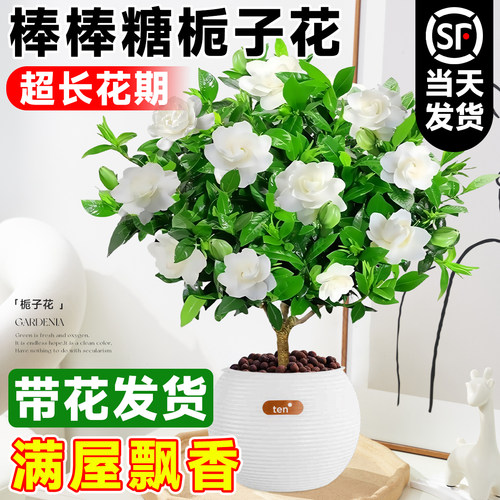 【包活1年】老桩栀子花造型盆景