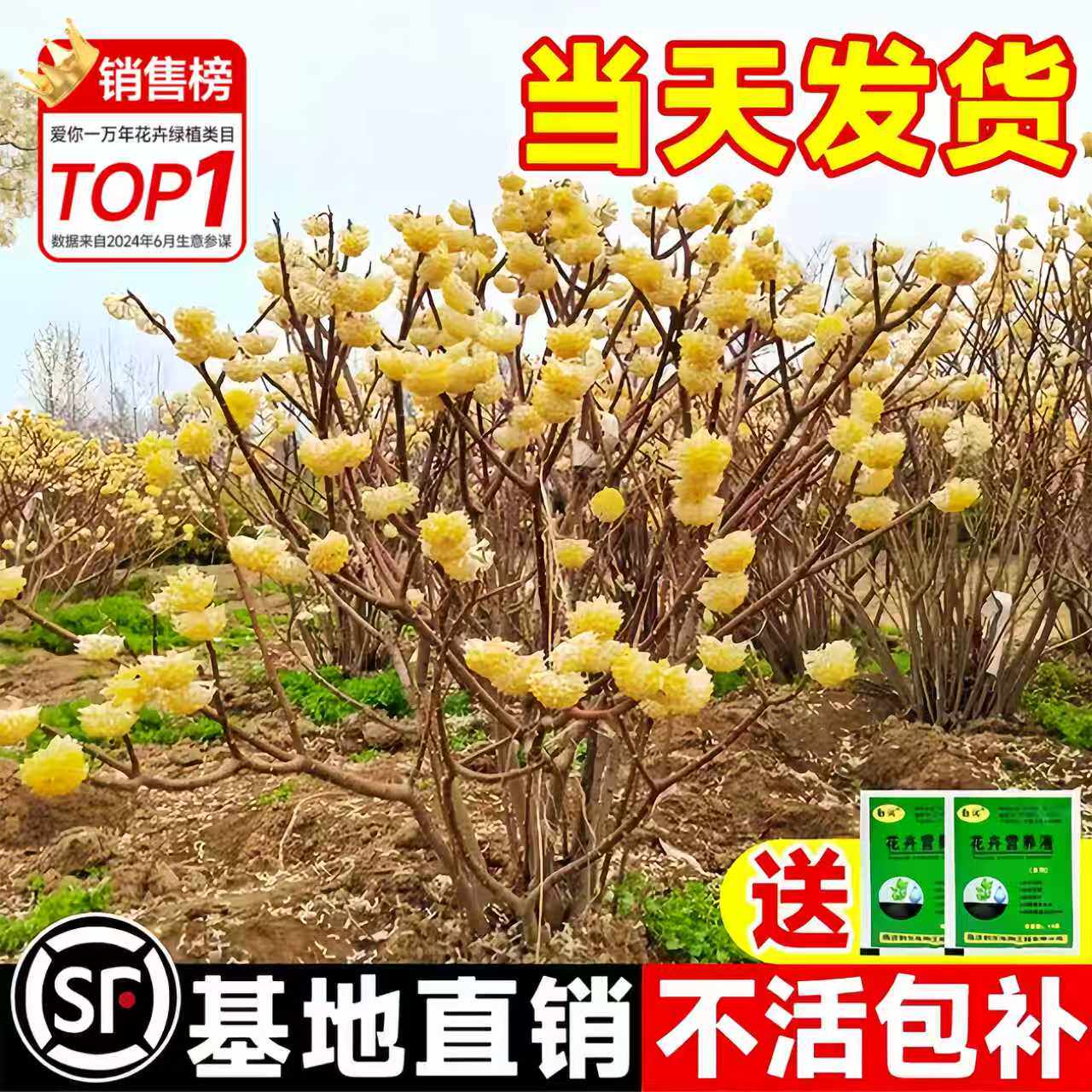 结香花树苗盆栽庭院别墅节香花卉植物四季梦花树苗园林绿化大苗木