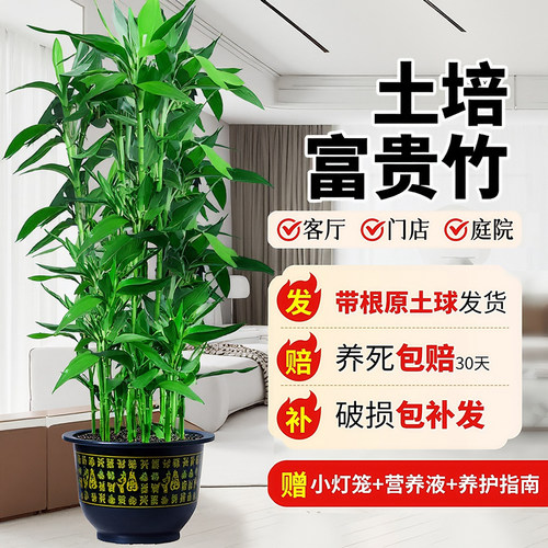 富贵竹大型绿植物盆栽客厅