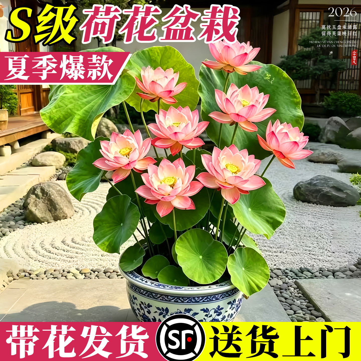 荷花盆栽水养带花苞观赏成品苗重瓣水培绿植花卉碗莲睡莲鱼缸造景