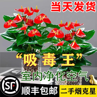 红掌盆栽鸿运当头绿萝箩花卉植物室内花水培白掌绿植发财树净空气