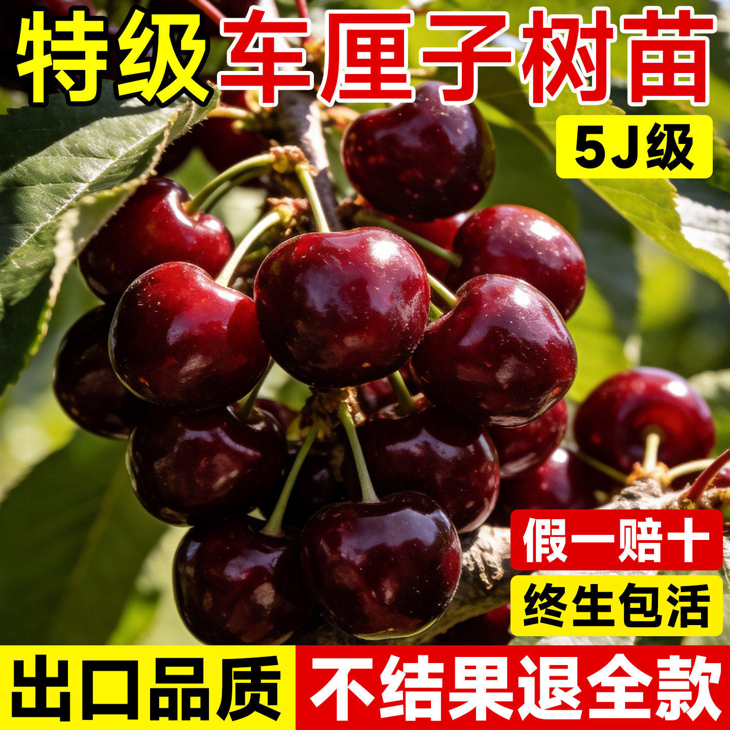 正宗车厘子树苗大樱桃树苗果树果苗嫁接矮化盆栽水果树南方北种植