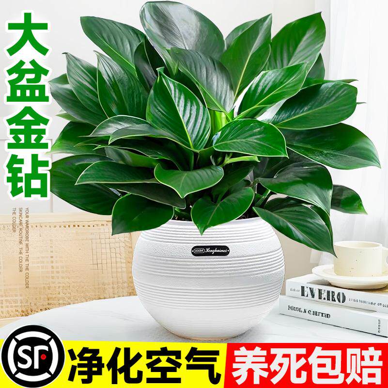 大盆金钻盆栽绿萝水培植物吸办公室内发财树绿植多肉大叶植物甲醛