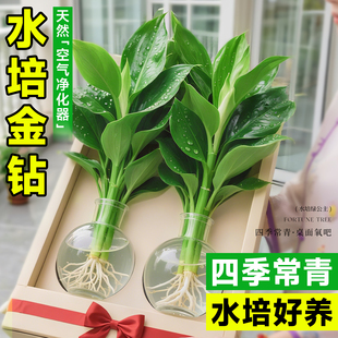 水培大叶金钻绿植绿公主盆栽带花苞室内纯水养植物办公室桌面花卉