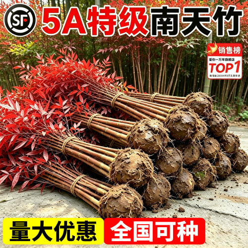 火焰南天竹盆栽真树苗客厅庭院红叶老桩植物耐寒竹子造景工程绿植