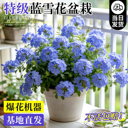蓝雪花盆栽带花阳台耐热爬藤大苗