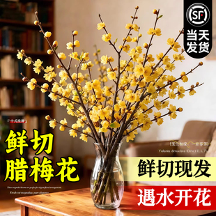 腊梅花鲜花基地直发水培植物家用插花鲜切花客厅花卉花束干枝绿植