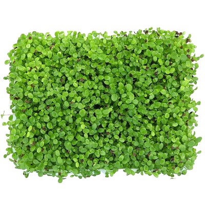 香椿籽种子四季红油树苗芽菜