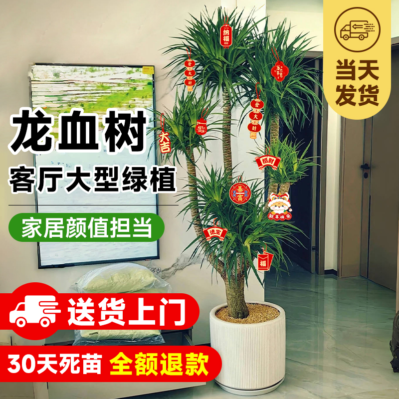 龙血树客厅旺宅绿植大型多头龙须树盆栽真树大号室内盆景好养植物