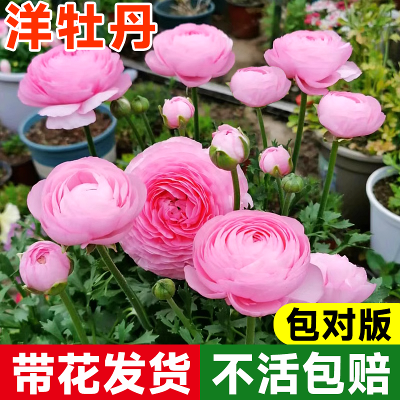 【带花发货】洋牡丹盆栽花苗毛莨