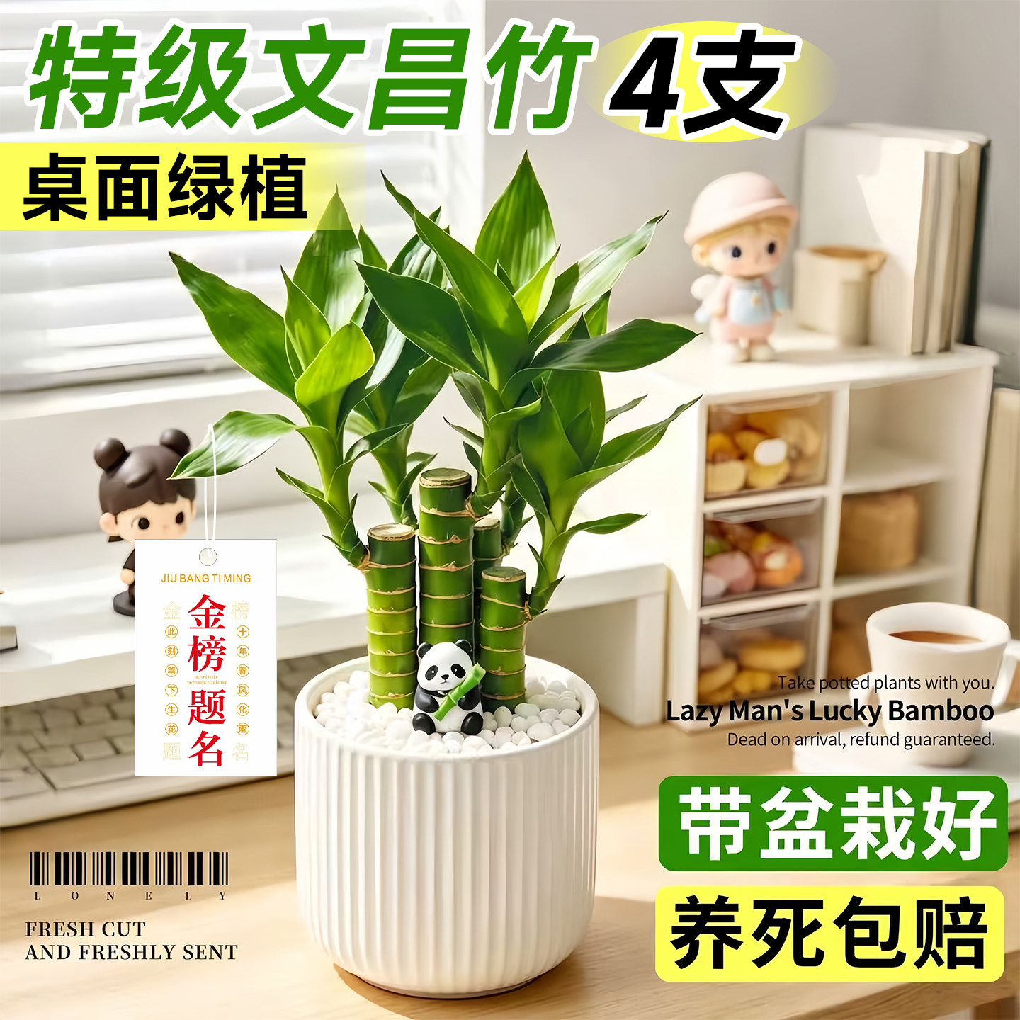 文昌竹4支金榜题名室内书桌水培绿植盆栽富贵竹办公室桌面好养活