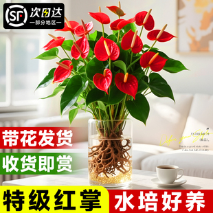 水培红掌盆栽带花鸿运当头一帆风顺易活四季开花卉绿植物室内好养