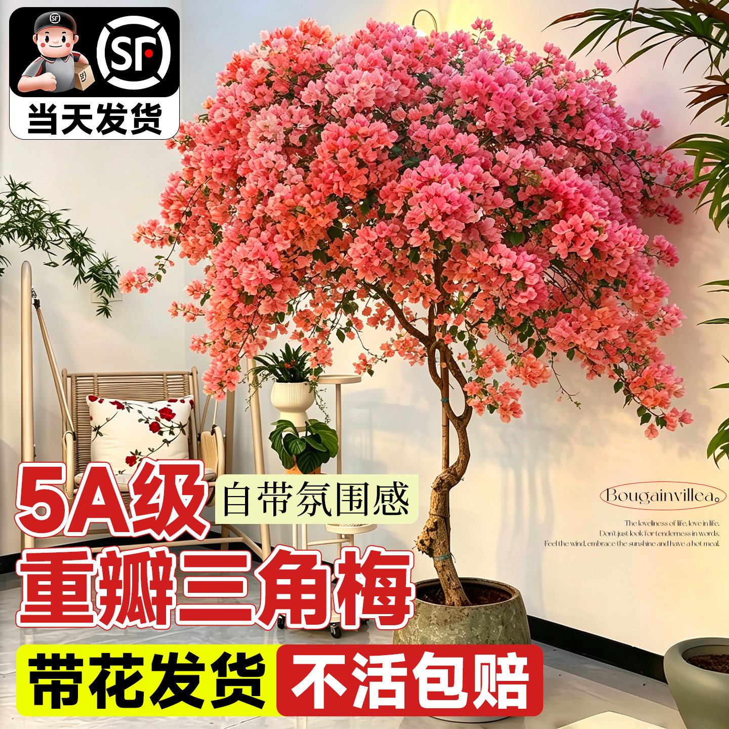 带花发货【大型三角梅】高级感