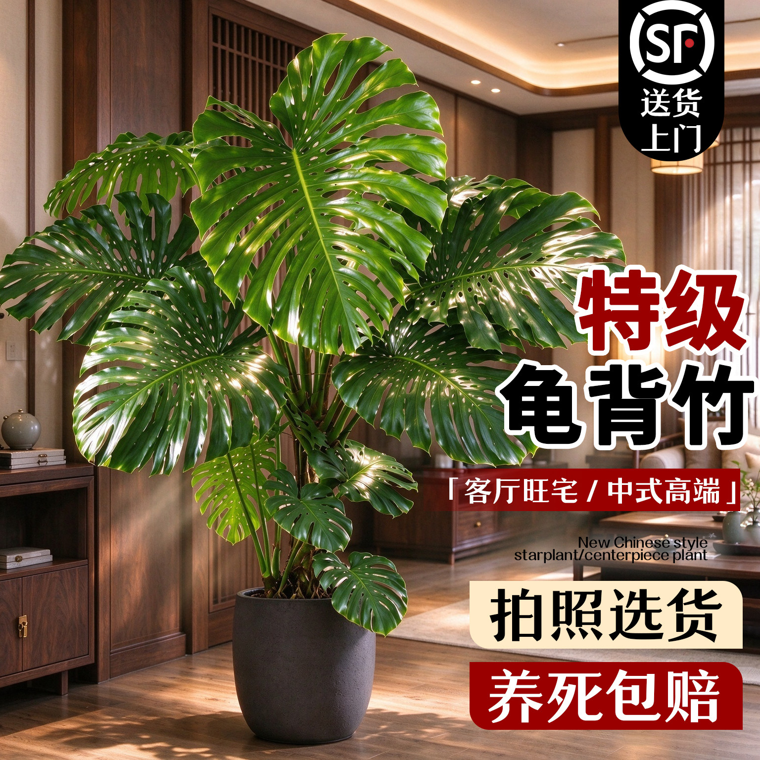龟背竹客厅绿植高级感室内大盆栽