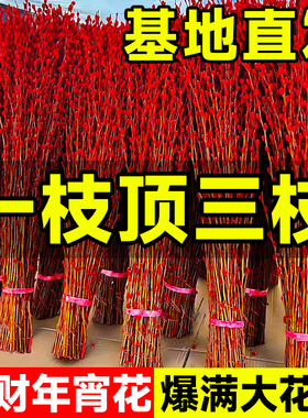 银柳真花鲜枝客厅摆件冬季耐寒干花新年红色福桶招财年宵花卉盆栽