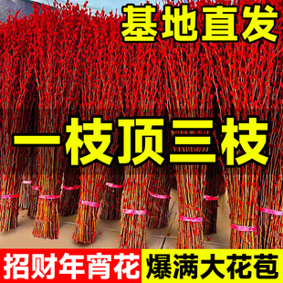 银柳真花鲜枝客厅摆件冬季耐寒干花新年红色福桶招财年宵花卉盆栽