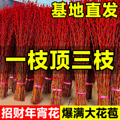 【基地直发】当季鲜枝银柳年宵花