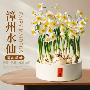 漳州水仙花盆栽带花苞种球水养水培植物年宵花办公室桌面绿植花卉