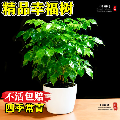 【四季常青】特级幸福树室内盆栽
