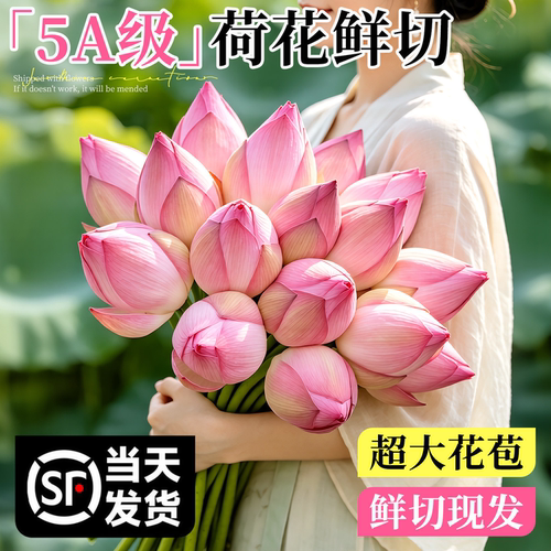 【顺丰次日达】荷花鲜花云南直发