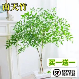 南天竹水培绿植火焰红水养盆栽室内花卉鲜切枝吊钟马醉木平替植物