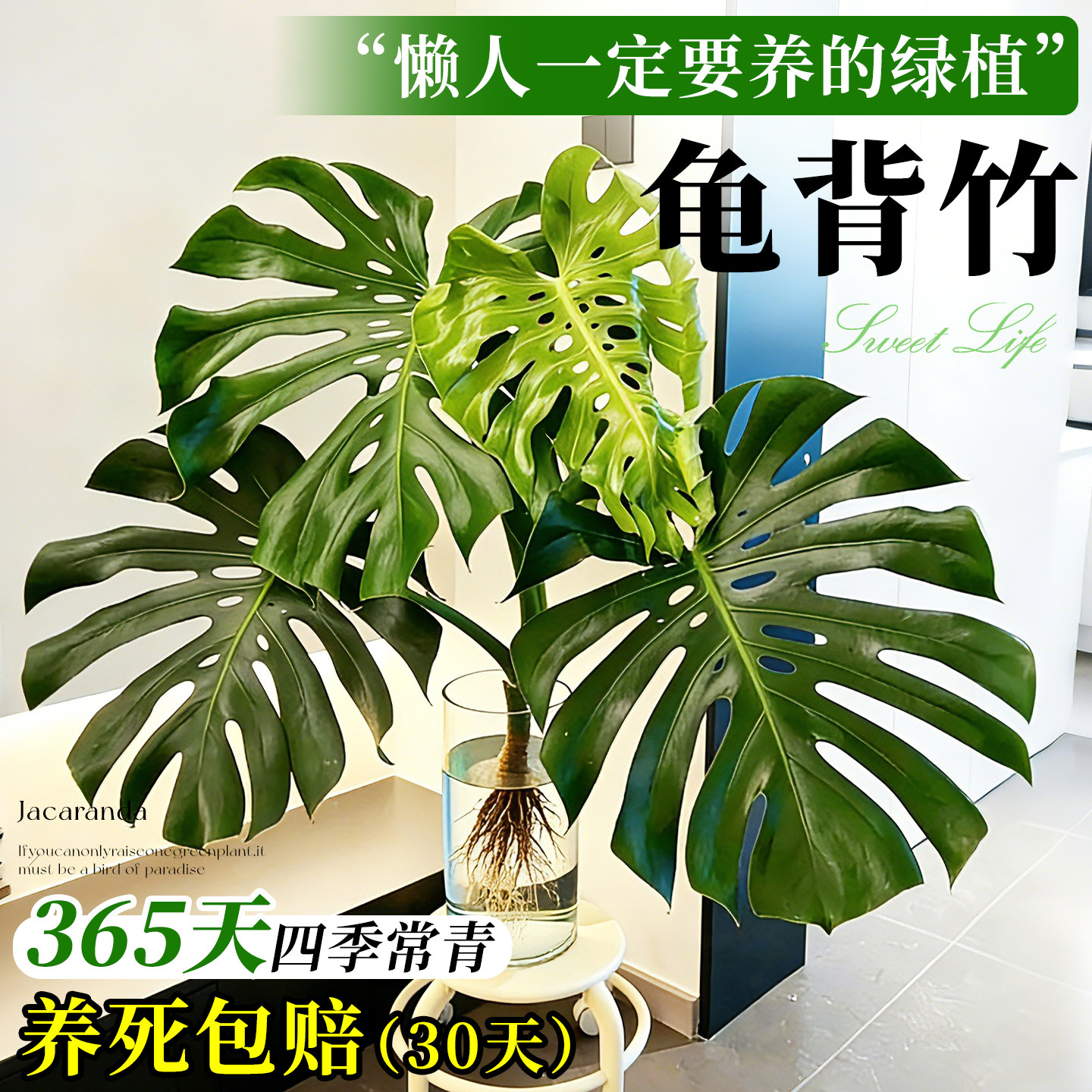 大叶龟背竹水培老桩桌摆水养绿植物高级感客厅旺宅四季好养净空气,鲜花速递/花卉仿真/绿植园艺,花材,淘宝优惠券,粉丝福利购,淘宝优惠卷