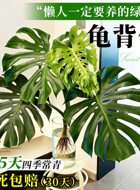 大叶龟背竹水培老桩桌摆水养绿植物高级感客厅旺宅四季好养净空气