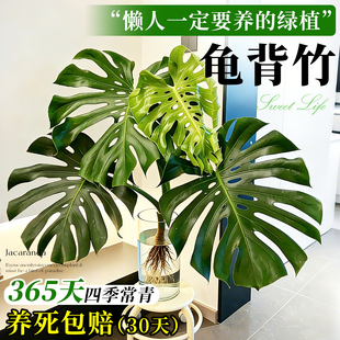 大叶龟背竹水培老桩桌摆水养绿植物高级感客厅旺宅四季好养净空气
