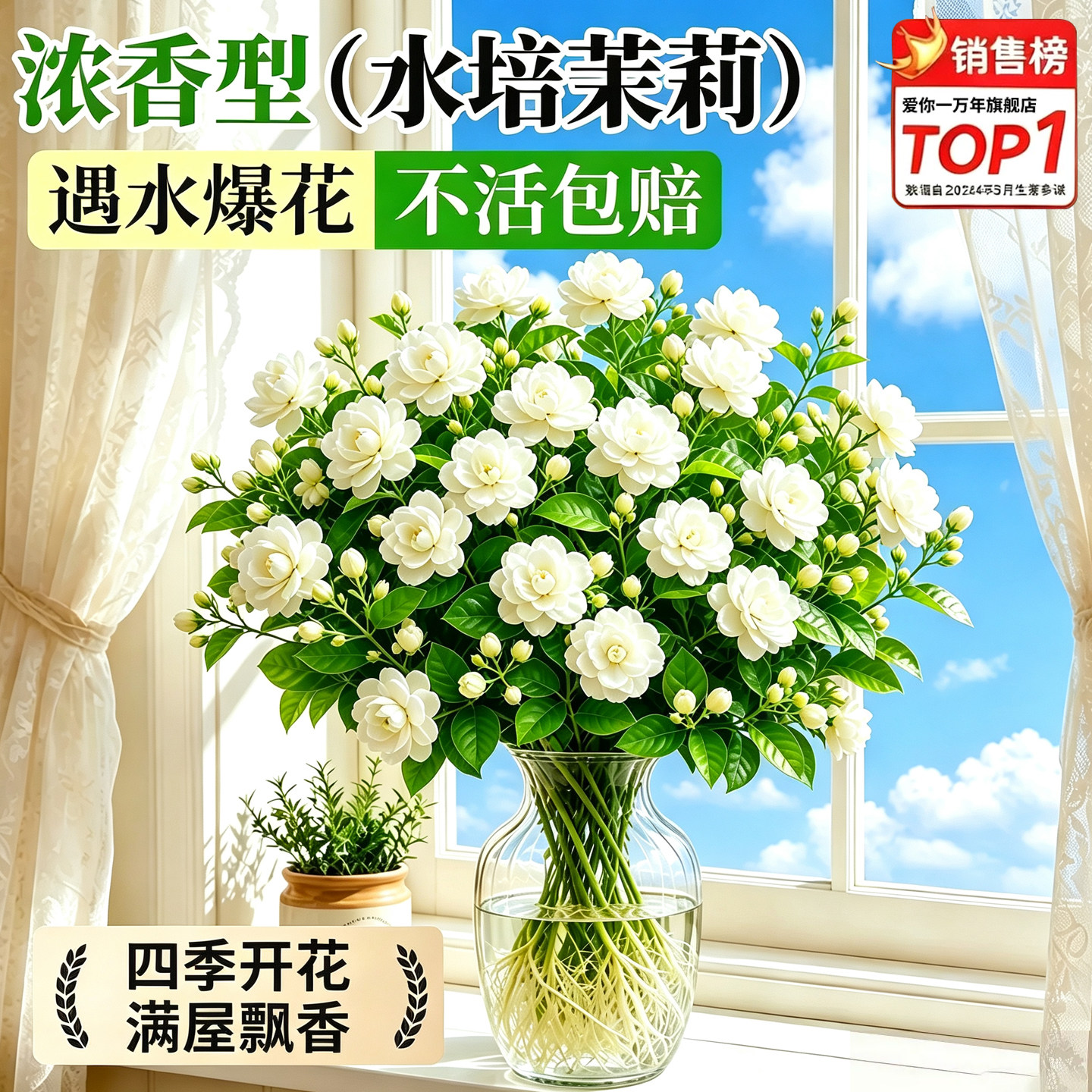 水培茉莉花盆栽带苞易养