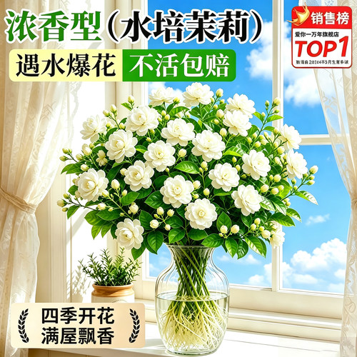 水培茉莉花盆栽带苞易养