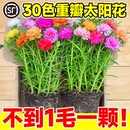 绿植开花 重瓣太阳花苗宿根枝条带根带花苞盆栽室内外好养花卉四季