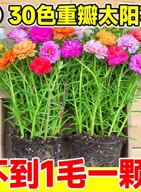 重瓣太阳花苗宿根枝条带根带花苞盆栽室内外好养花卉四季绿植开花