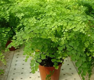 铁线蕨盆栽铁丝草多年生常绿草本观叶绿植带土 绿植花卉耐阴水培