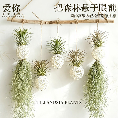 空气凤梨无土绿植物创意悬挂壁挂