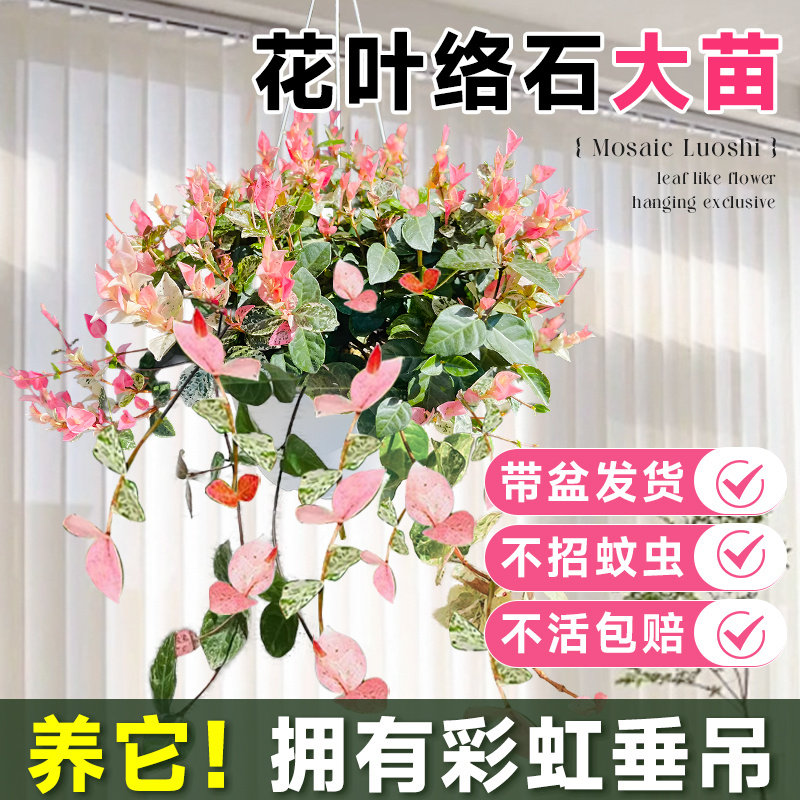 花叶络石四季五彩花卉绿植物盆栽彩络叶吊篮阳台爬藤苗庭院好养活 - 实物图