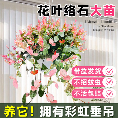 花叶络石吊篮盆栽阳台庭院好养活