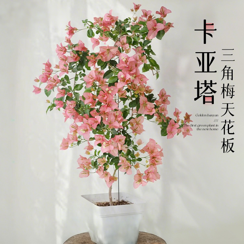 精品卡亚塔三角梅盆栽带花苞发货重瓣老桩爬藤苗勤花品种四季开花