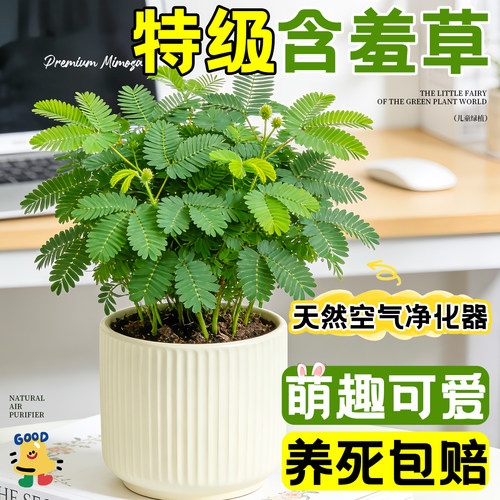 含羞草种子桌面办公搭子新手好养