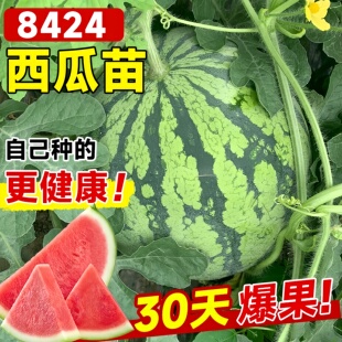 8424西瓜苗秧嫁接麒麟大西瓜盆栽种籽水果蔬菜苗秧苗南方无籽西瓜