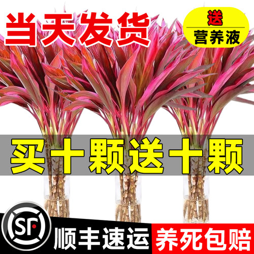 【鸿运当头】紫竹水培植物客厅养