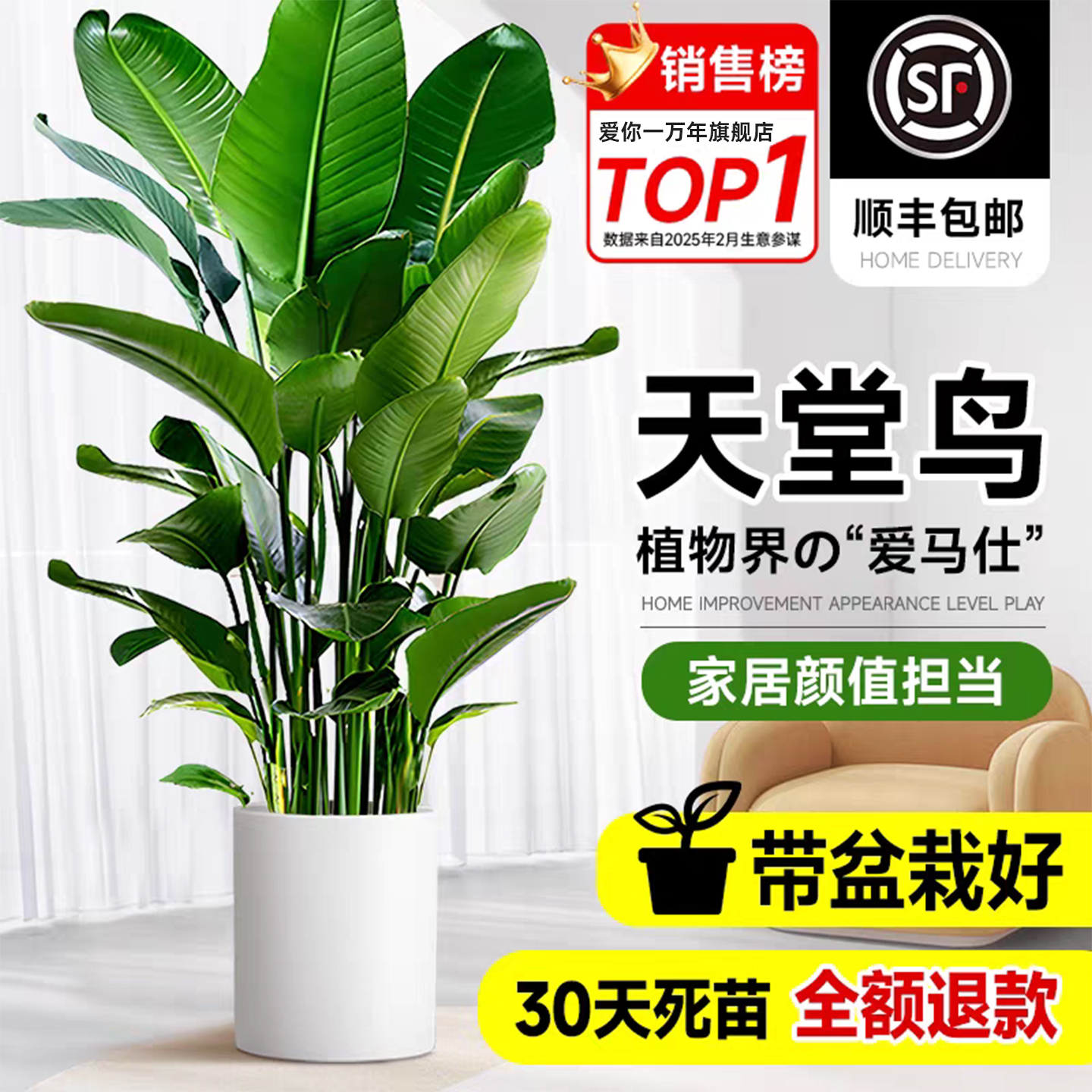 【全网热销10w+】天堂鸟产地直发